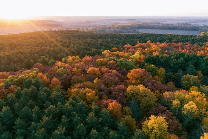 Aerial view of mixed forest in autumn with colorful foliage and sunset light