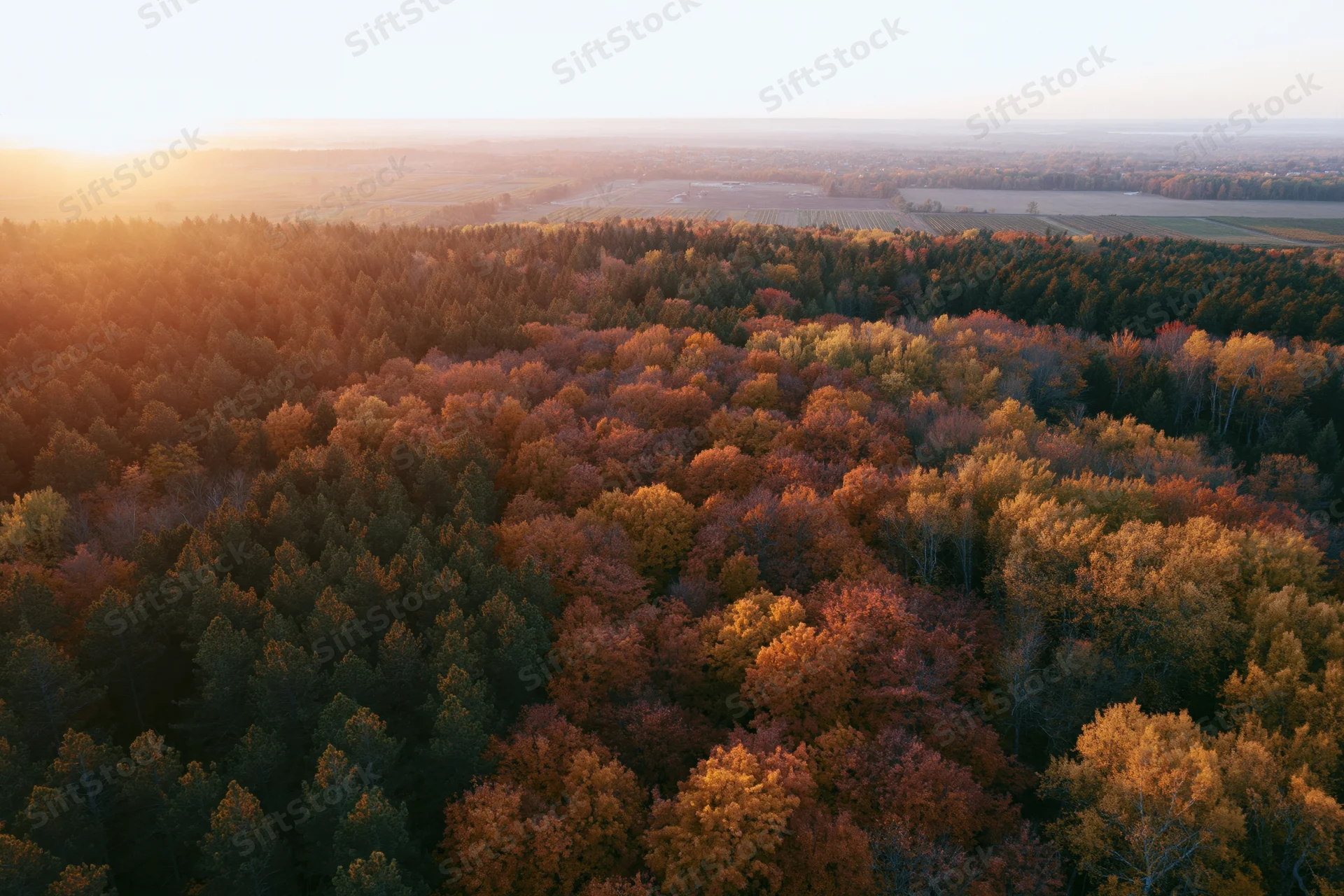 Aerial view of mixed forest in autumn with colorful foliage and sunset light