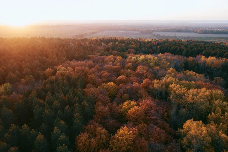 Aerial view of mixed forest in autumn with colorful foliage and sunset light