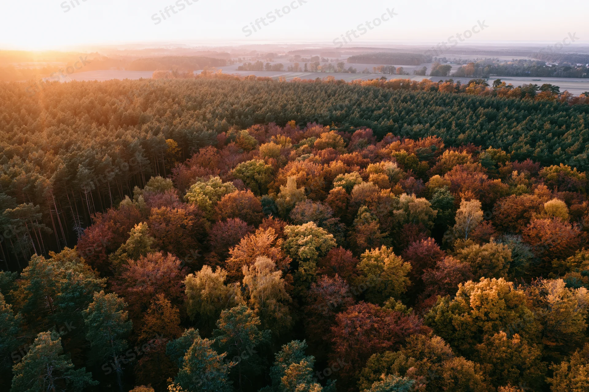 Aerial drone view of mixed autumn forest canopy at sunset