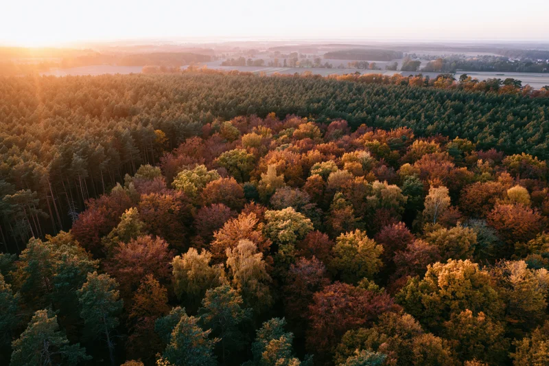 Aerial drone view of mixed autumn forest canopy at sunset