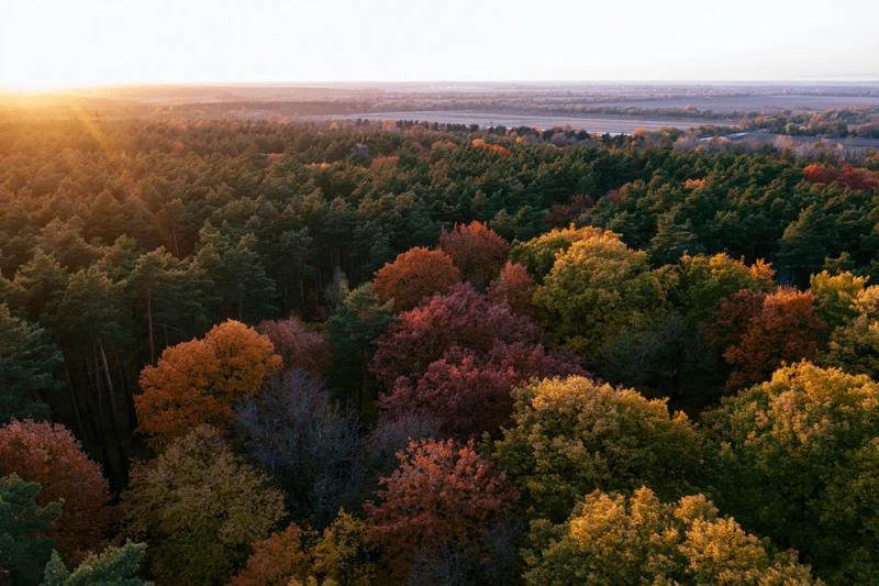 Aerial view of mixed forest in autumn with colorful foliage at sunset