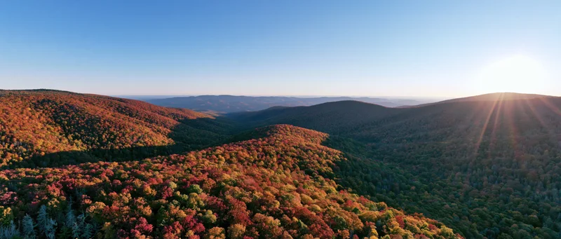 Aerial panoramic view of dense mixed forest in peak autumn colors across rolling hills under clear blue sky at sunrise
