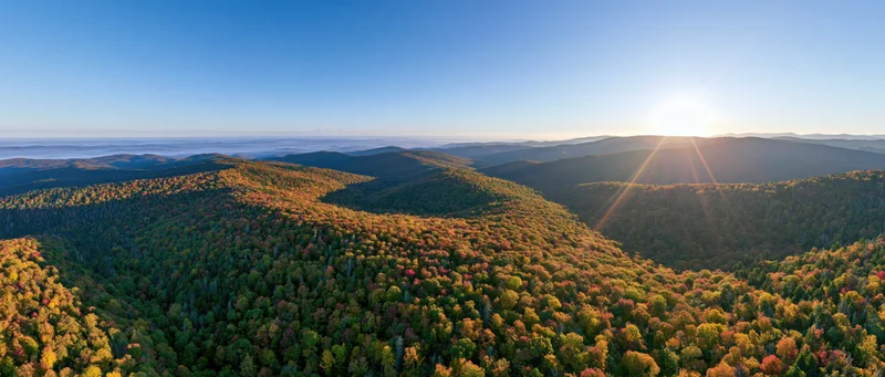 Aerial panoramic view of dense mixed forest in peak autumn colors at sunrise over rolling mountains