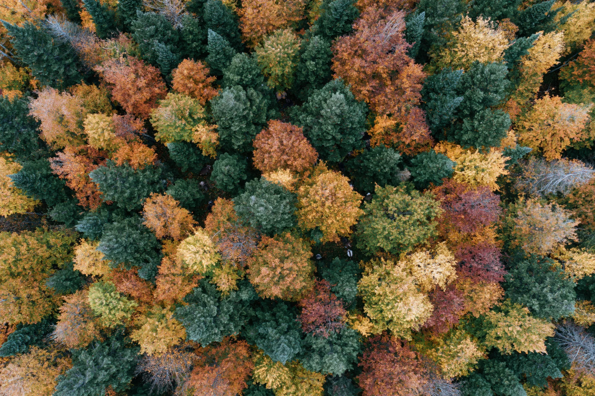 Aerial top-down view of a dense mixed forest in autumn showing colorful treetops and canopy