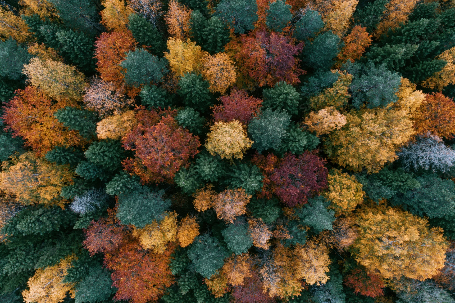 Aerial top-down view of a dense mixed forest canopy in autumn with colorful foliage