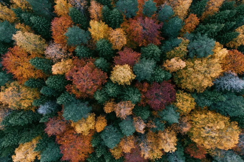 Aerial top-down view of a dense mixed forest canopy in autumn with colorful foliage