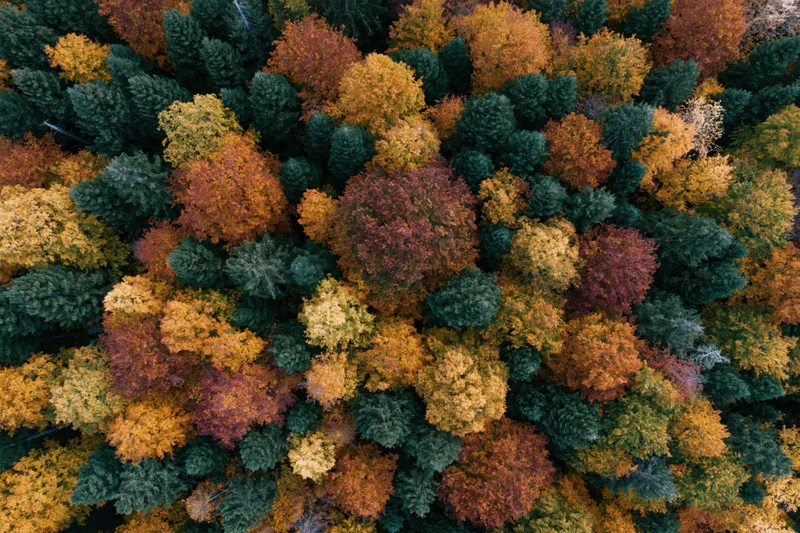 Aerial top-down view of dense mixed forest canopy in autumn with colorful foliage