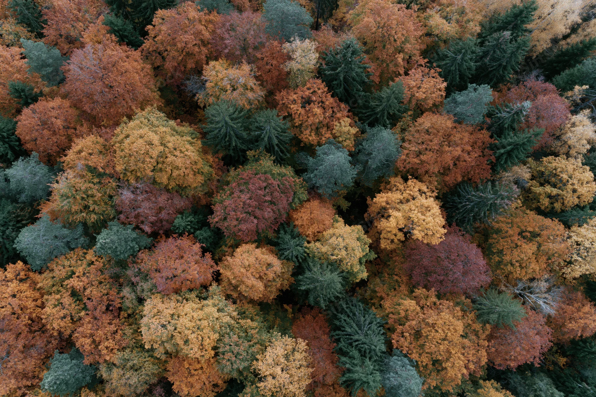 Aerial top-down view of dense mixed forest canopy in autumn with colorful foliage