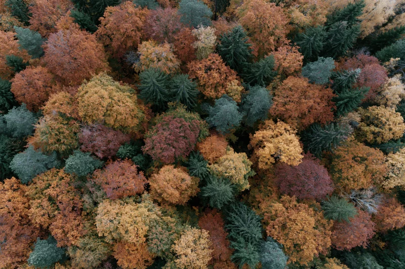 Aerial top-down view of dense mixed forest canopy in autumn with colorful foliage