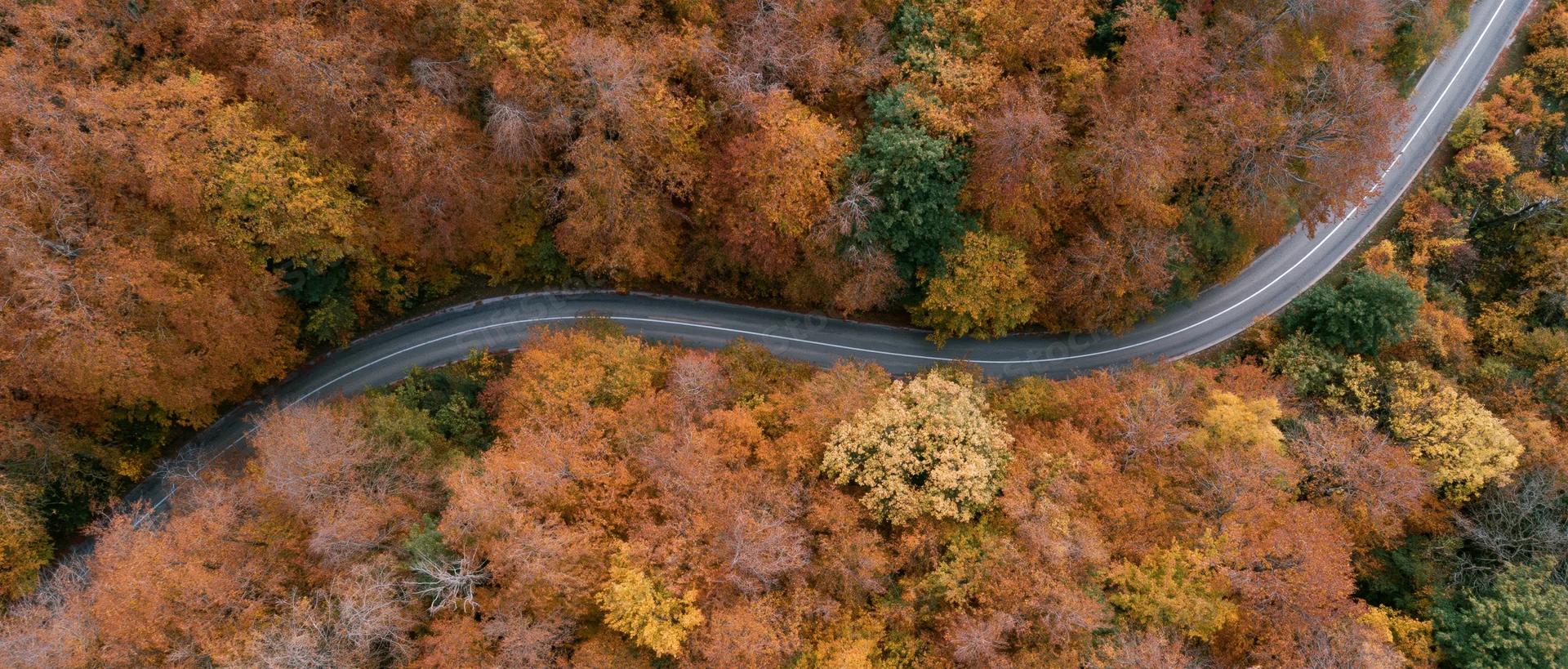 Winding road through autumn forest from aerial drone view