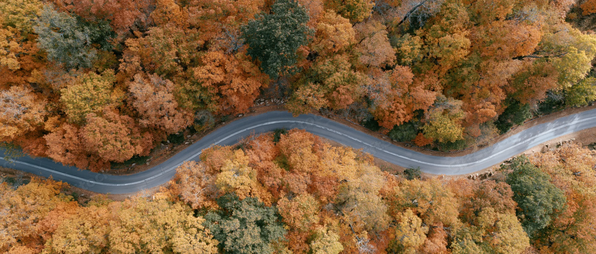 Winding road through autumn forest from aerial drone view