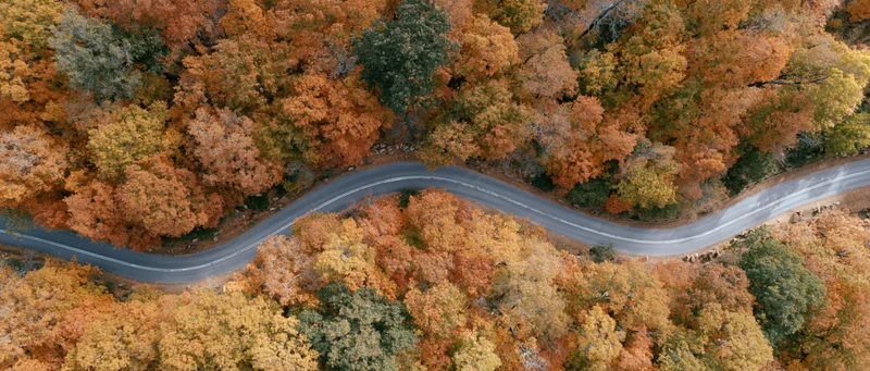 Winding road through autumn forest from aerial drone view