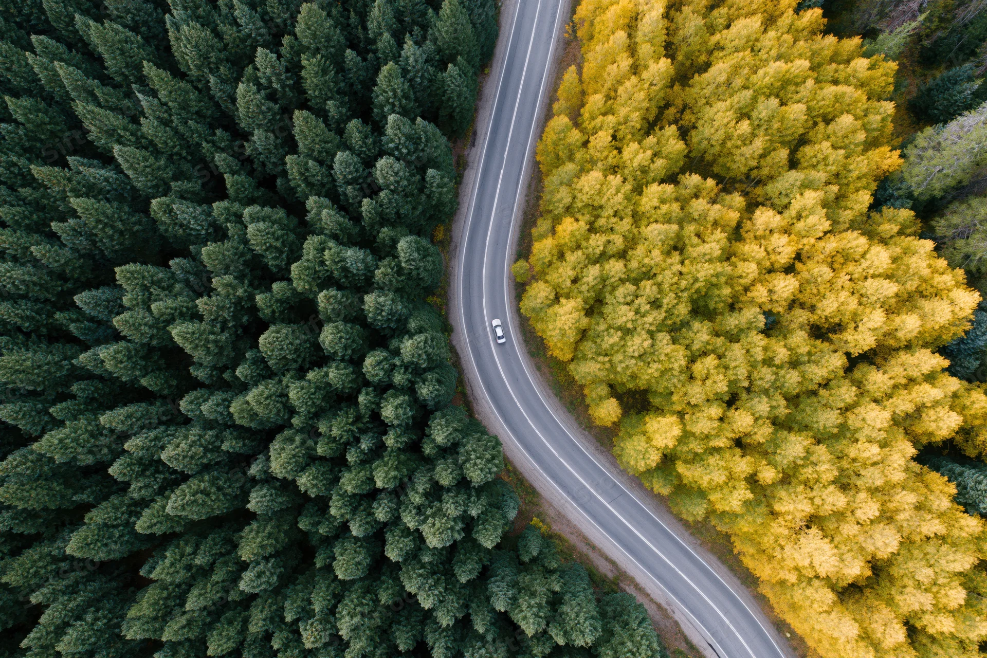 Aerial view of a winding road cutting through a forest with green coniferous trees on one side and yellow deciduous trees on the other during autumn