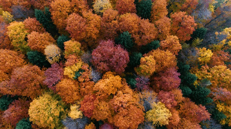 Aerial top-down view of dense deciduous forest canopy in autumn with colorful foliage
