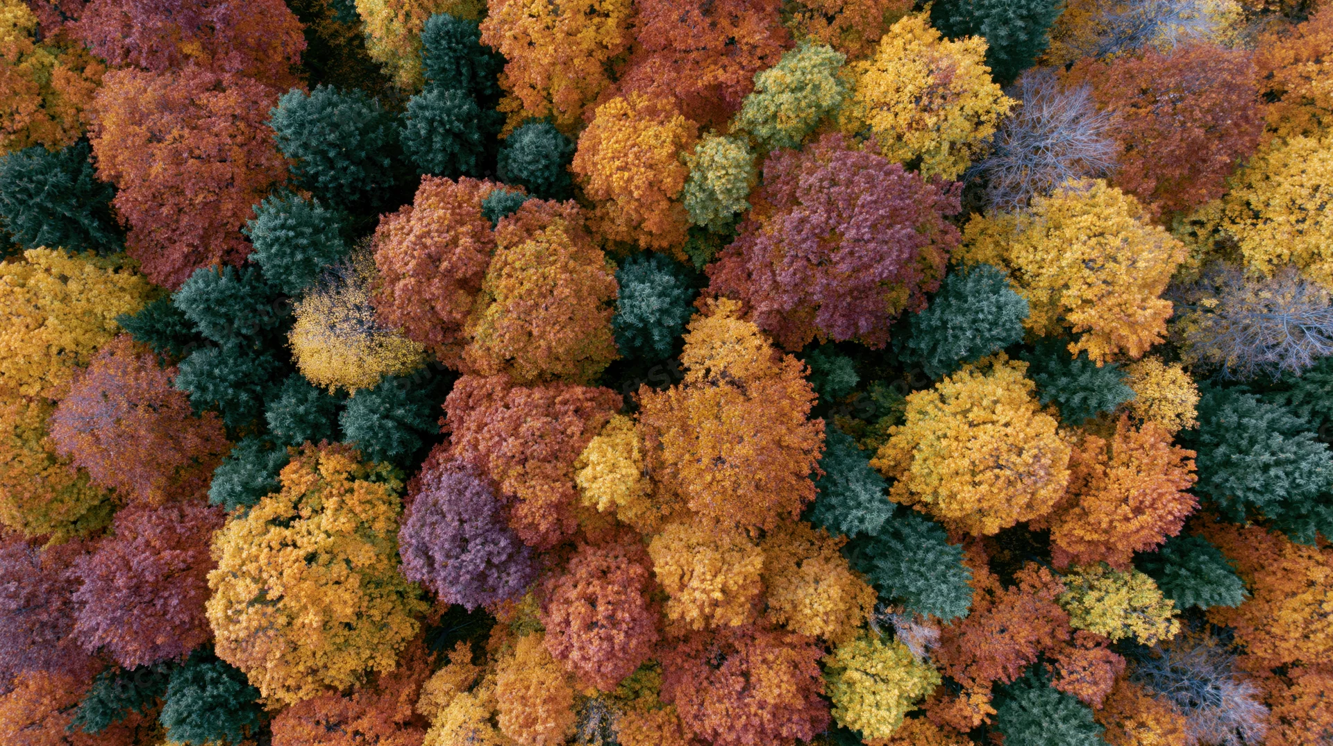 Aerial top-down view of dense deciduous forest canopy in autumn with colorful foliage