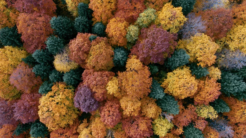 Aerial top-down view of dense deciduous forest canopy in autumn with colorful foliage