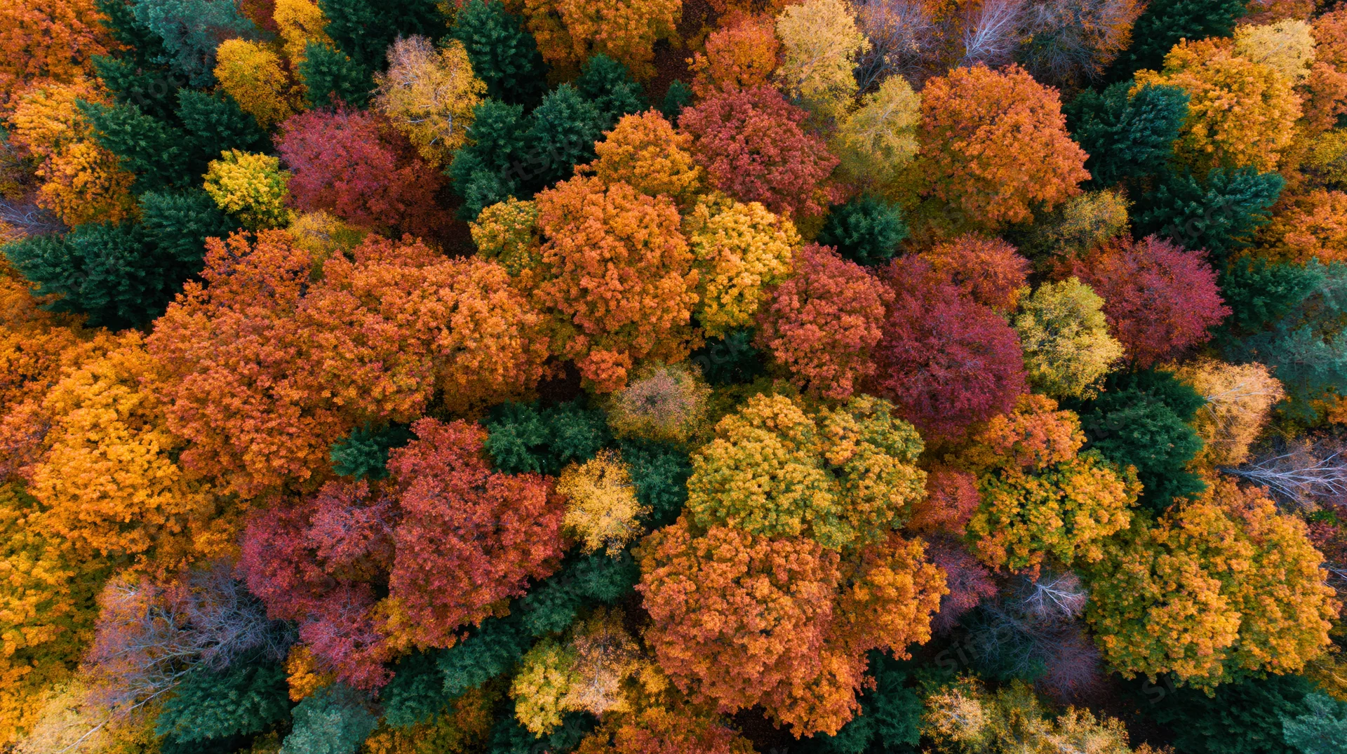 Aerial top-down view of a dense deciduous forest canopy in autumn with vibrant colorful foliage
