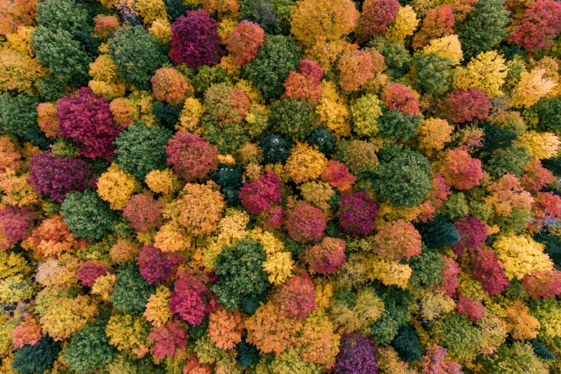 Aerial top-down view of dense deciduous forest canopy in peak autumn color
