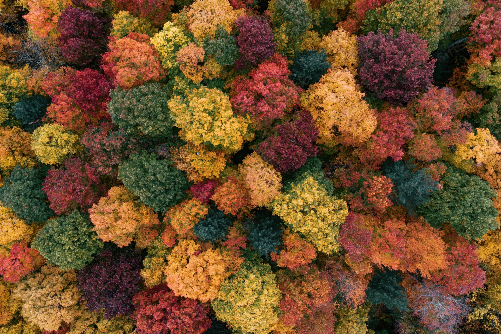 Aerial top-down view of dense deciduous forest canopy in peak autumn colors