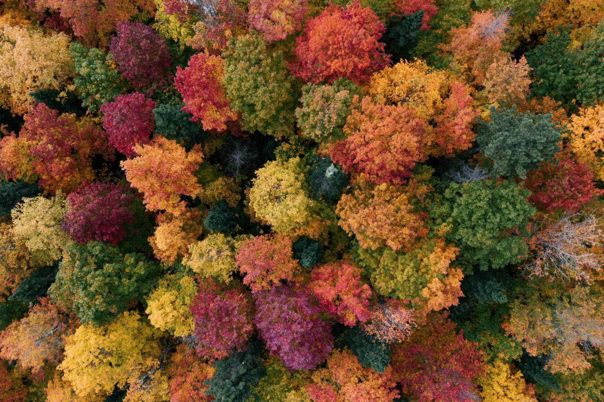 Aerial top-down view of dense deciduous forest canopy in peak autumn with colorful foliage