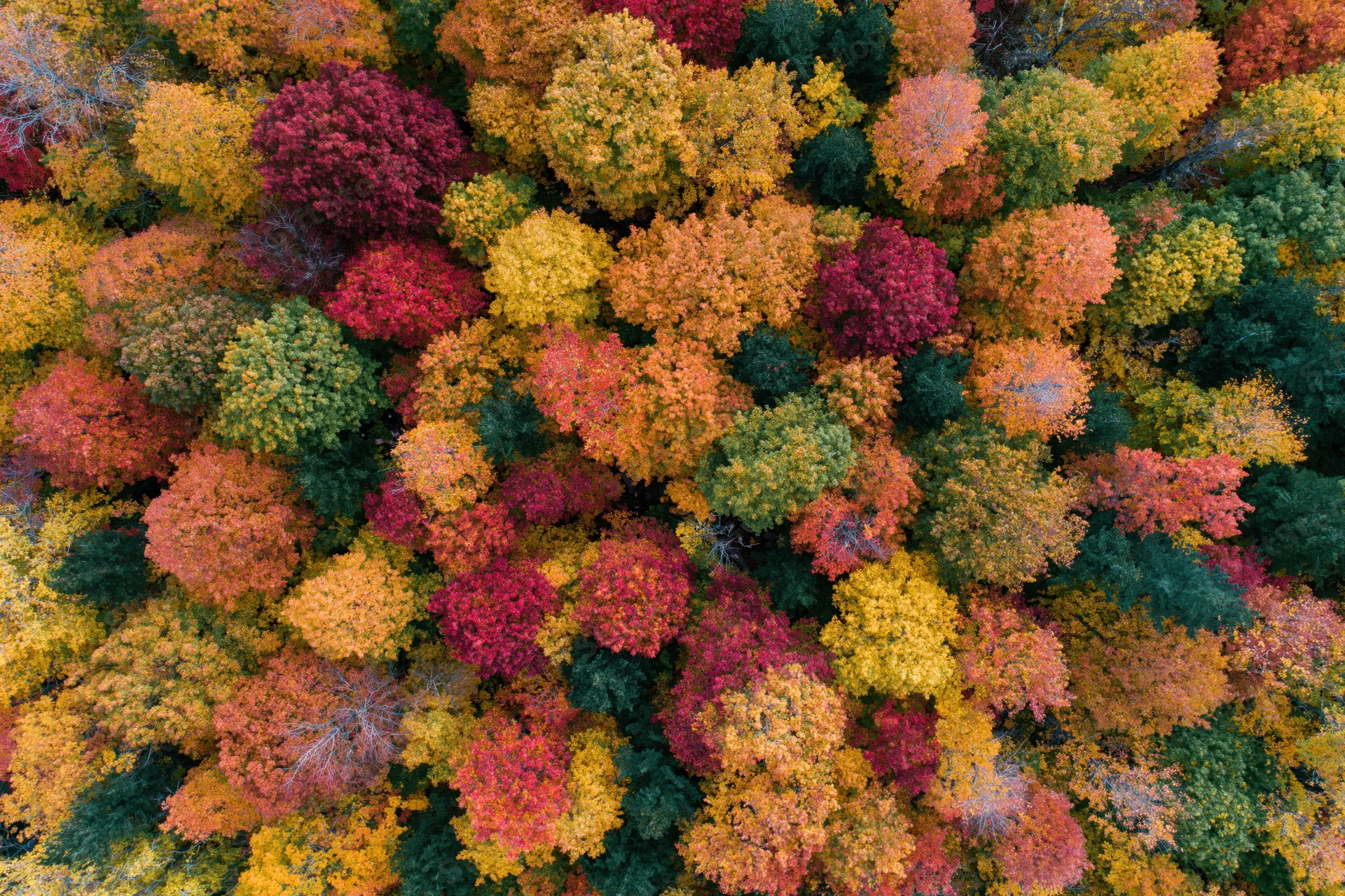 Aerial top-down view of dense deciduous forest canopy in peak autumn color