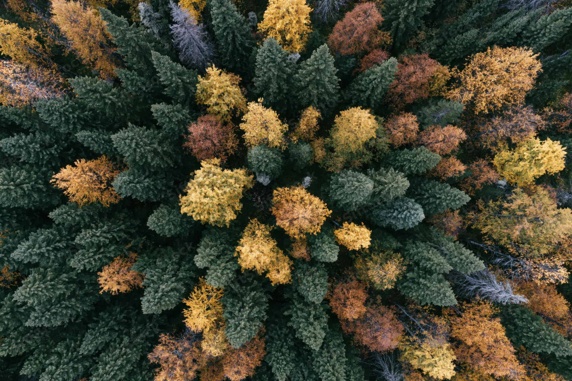 Aerial top-down view of a dense mixed boreal forest in autumn showing evergreen and deciduous trees with colorful foliage