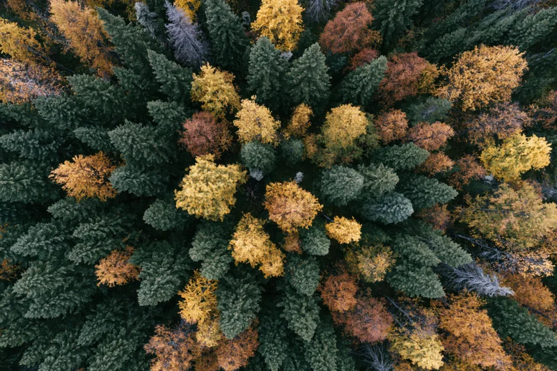 Aerial top-down view of a dense mixed boreal forest in autumn showing evergreen and deciduous trees with colorful foliage