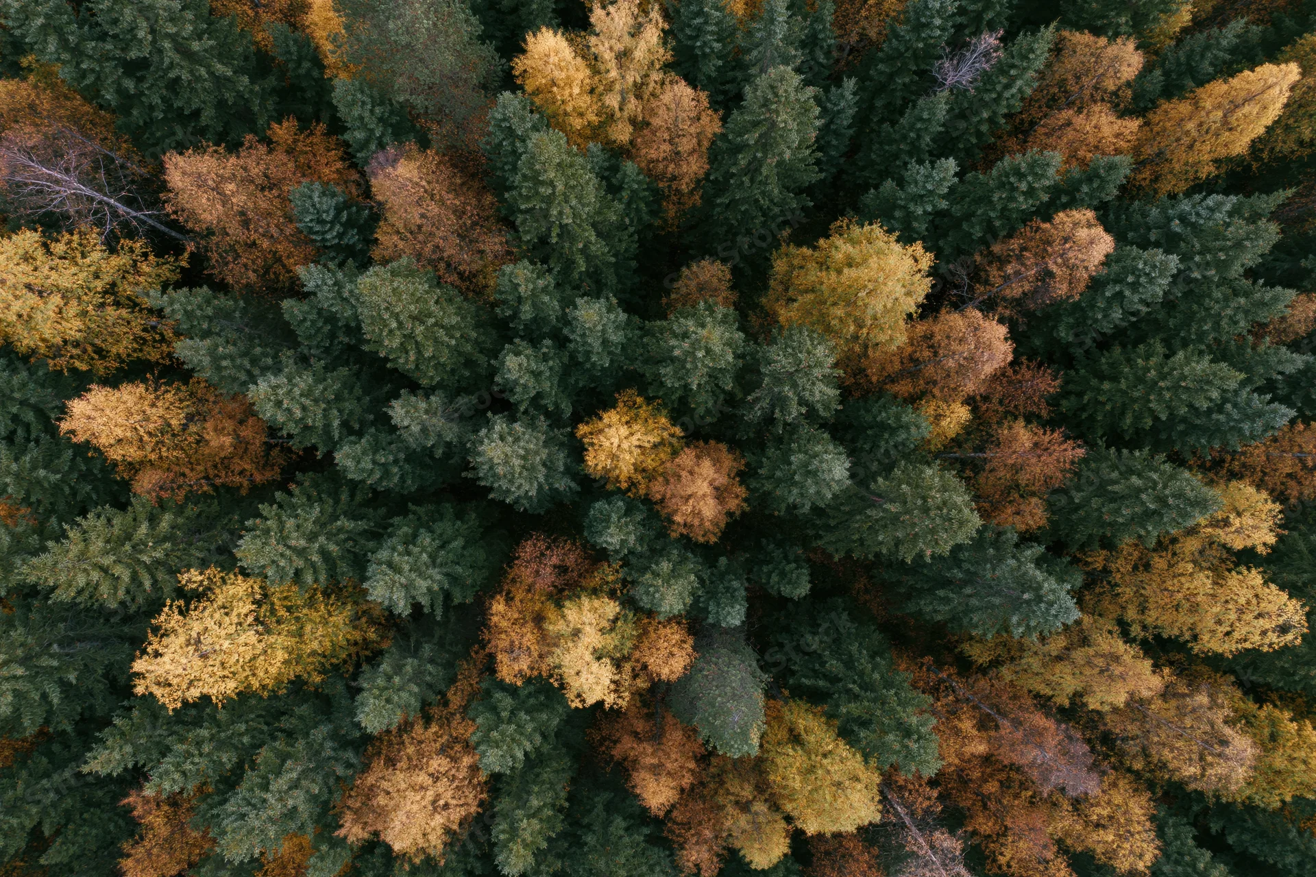 Aerial top-down view of a dense mixed boreal forest in autumn showing evergreen and deciduous trees with green, yellow, orange and brown foliage