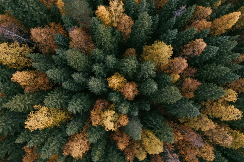 Aerial top-down view of a dense mixed boreal forest in autumn showing evergreen and deciduous trees with green, yellow, orange and brown foliage