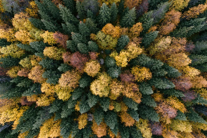 Aerial top-down view of dense mixed boreal forest in autumn with colorful foliage canopy