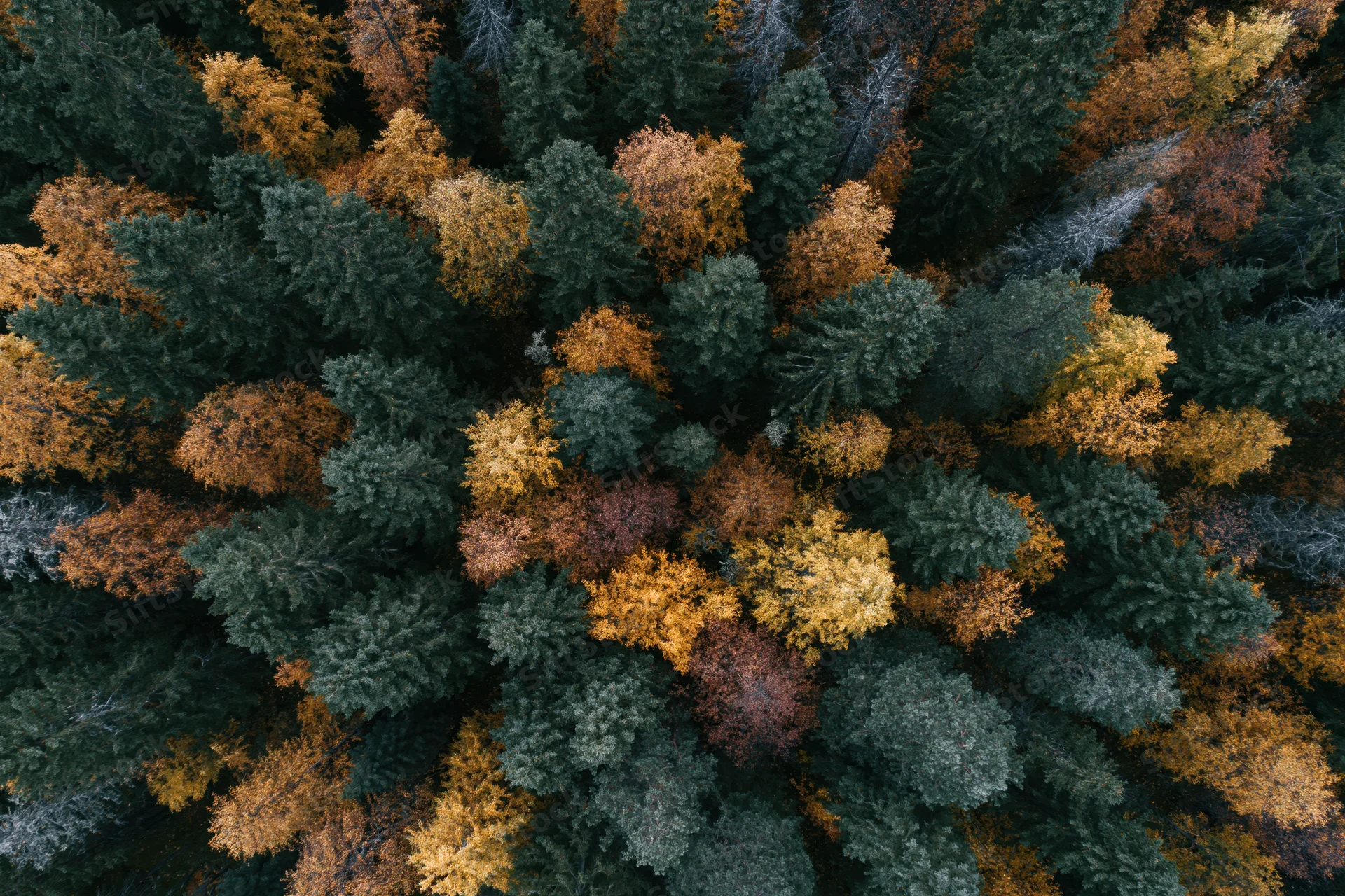 Aerial top-down view of dense mixed boreal forest canopy in autumn with green evergreens and colorful deciduous trees