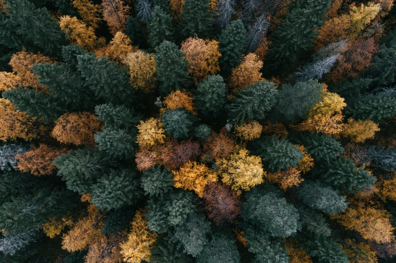 Aerial top-down view of dense mixed boreal forest canopy in autumn with green evergreens and colorful deciduous trees