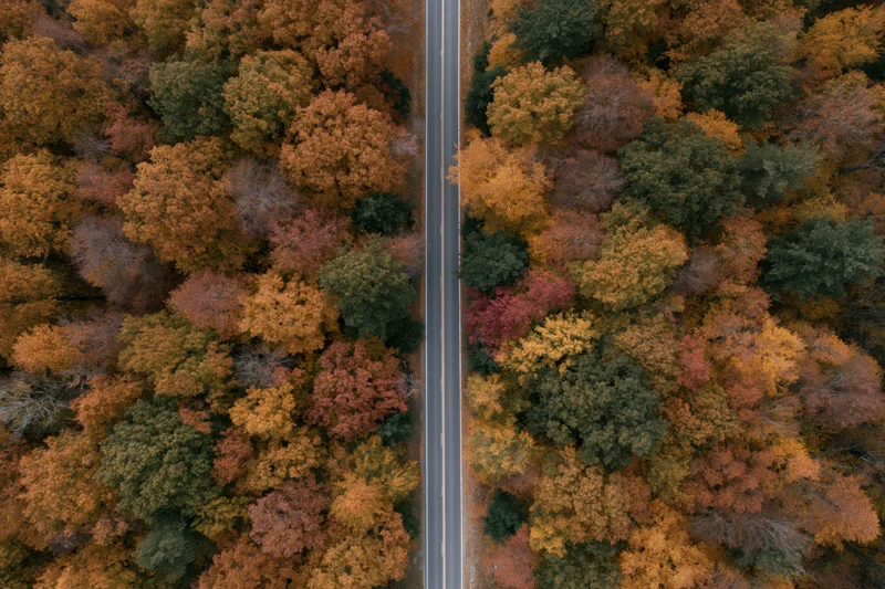 Aerial top-down view of a narrow road cutting through a dense autumn forest