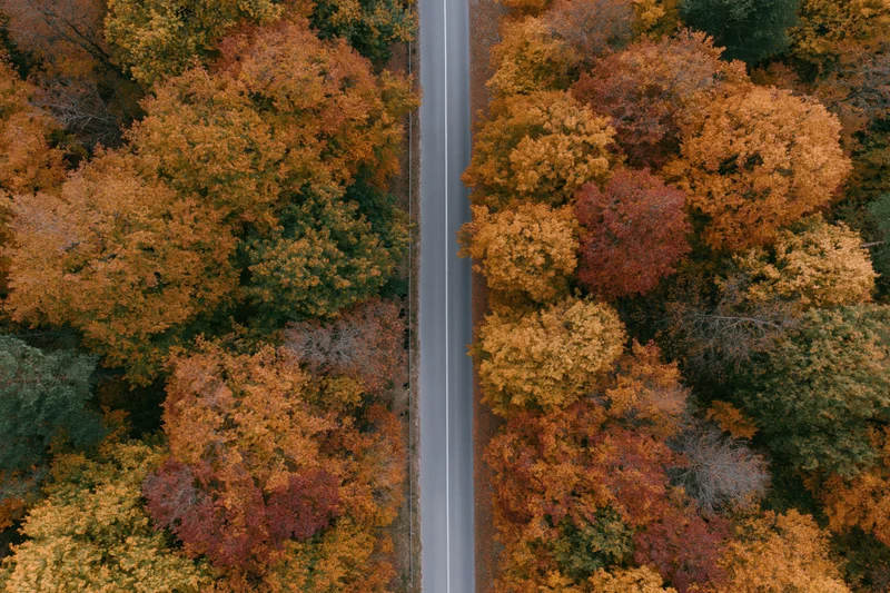 Aerial top-down view of a narrow road cutting through a dense autumn forest with colorful foliage