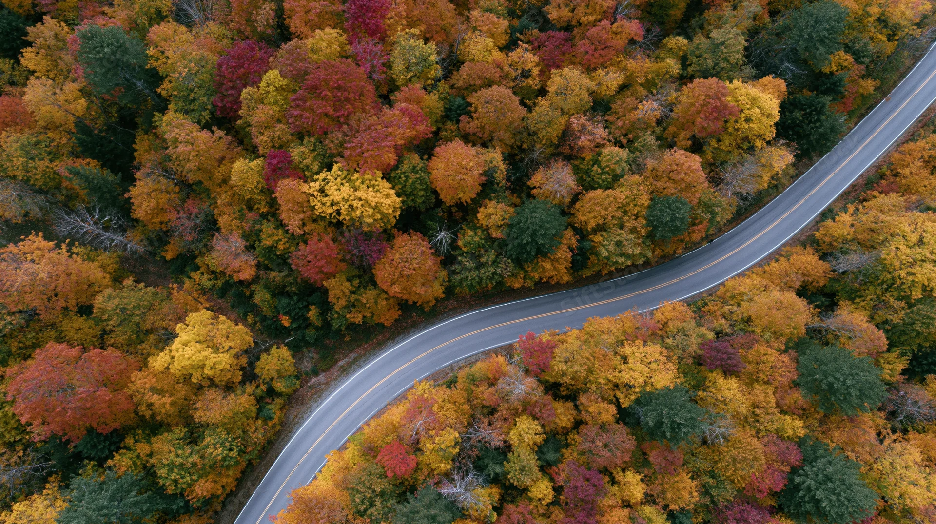 Winding road through colorful autumn forest from aerial view
