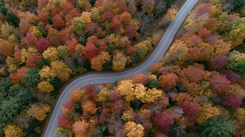 Winding road through autumn forest from aerial view