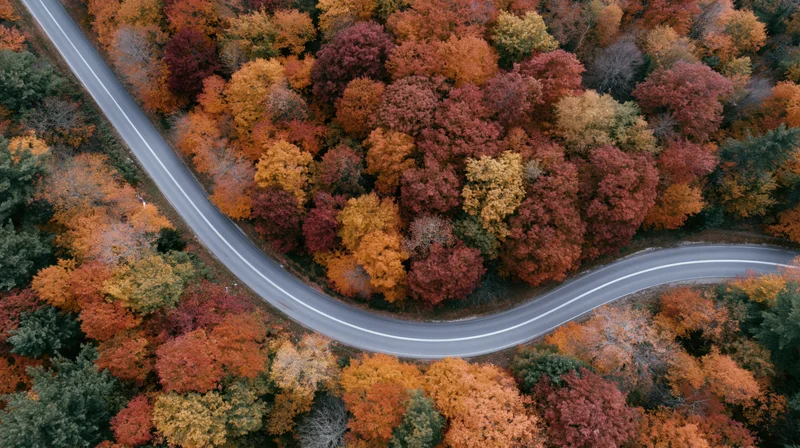 Winding road through autumn forest from aerial view