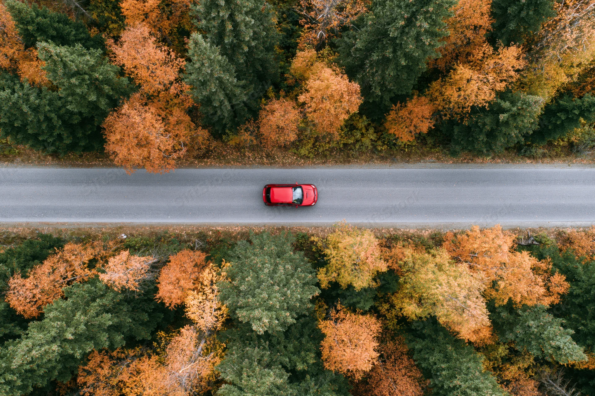 Red car driving along a forest road in autumn from aerial top-down view