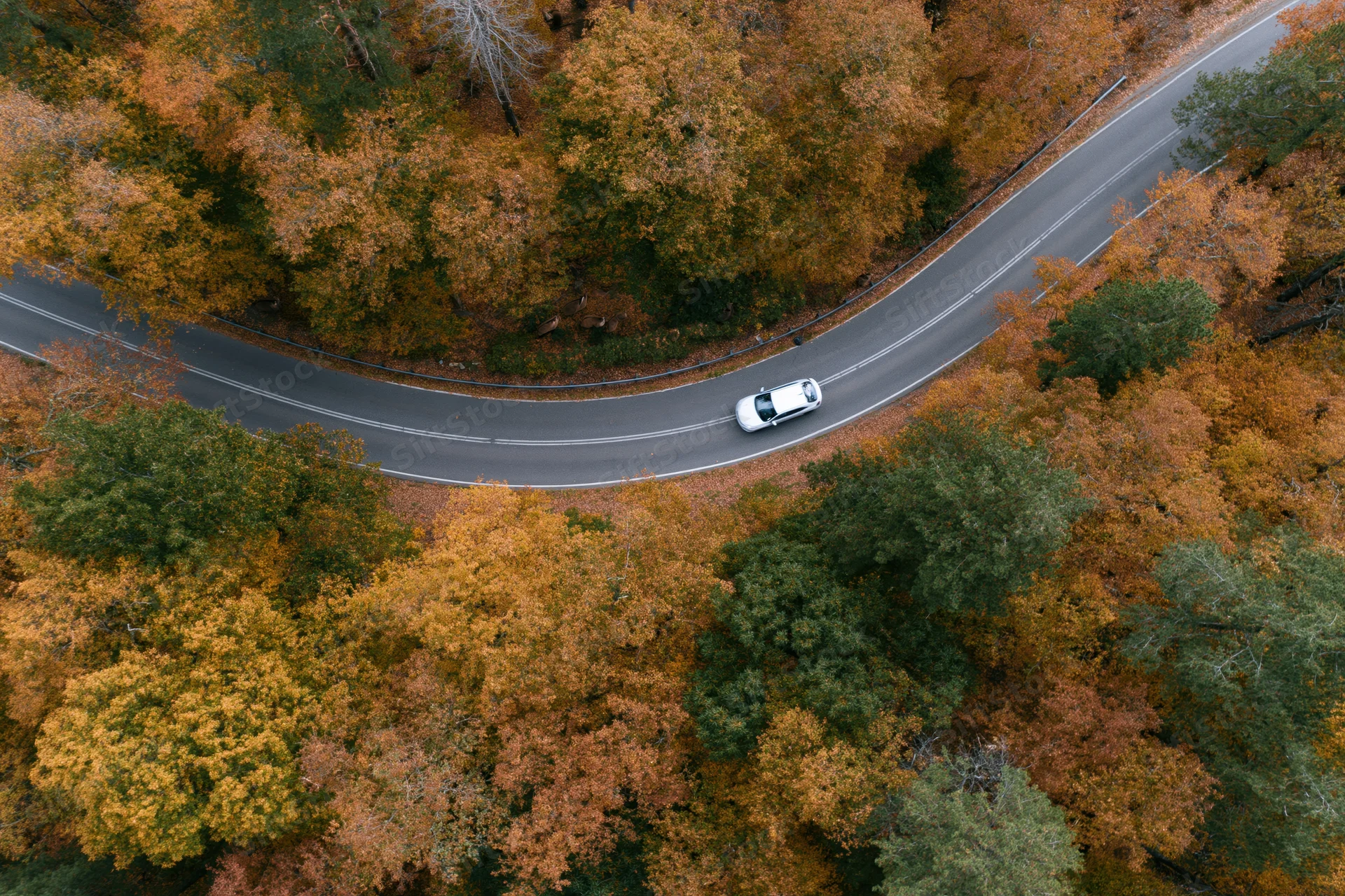 White car driving along winding road through autumn forest from aerial top-down view