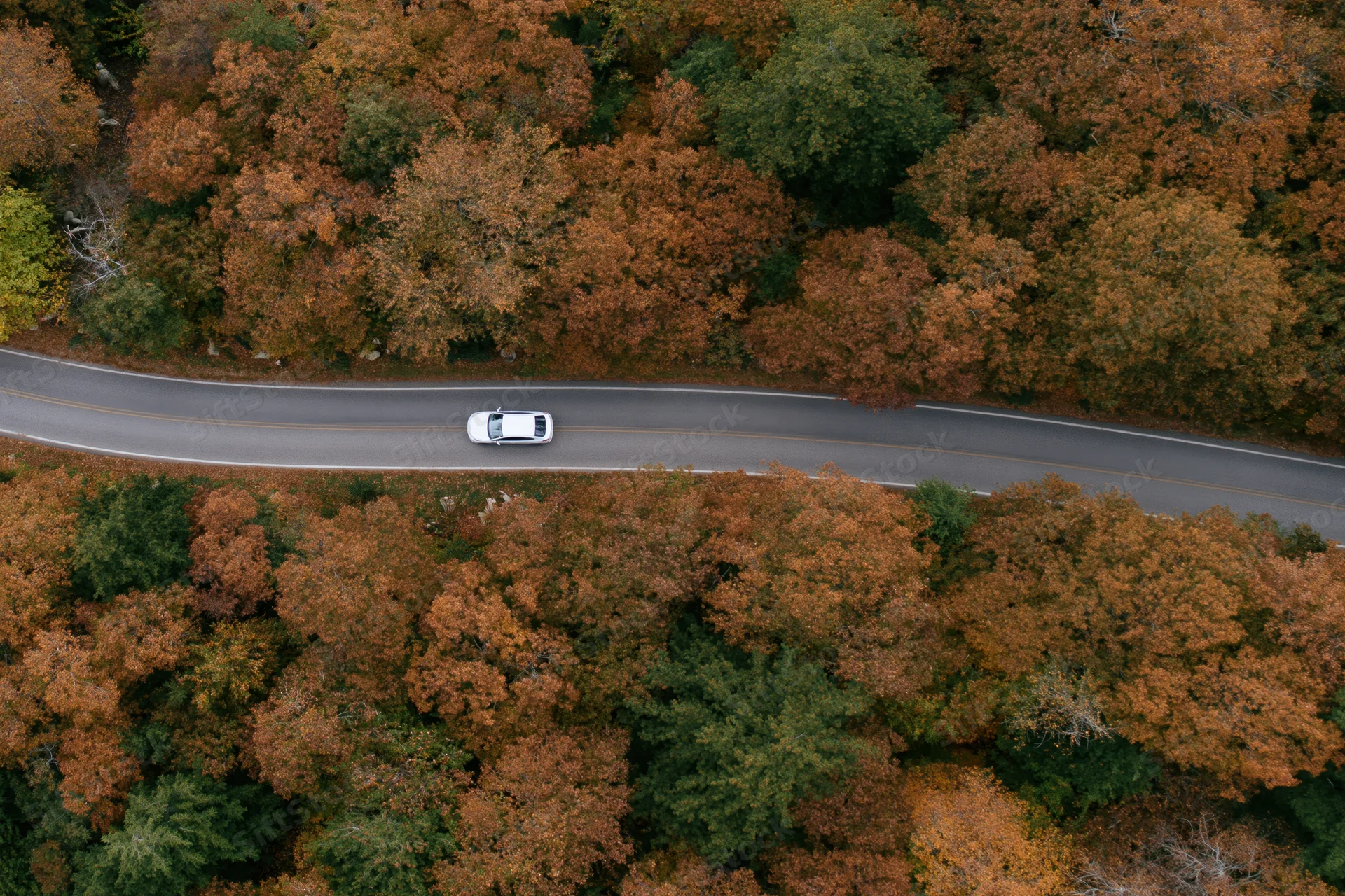 White car driving along winding road through autumn forest from aerial top-down view