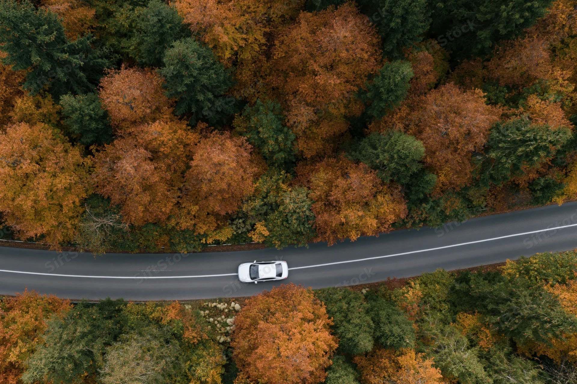 White car driving along winding road through autumn forest from aerial top-down view