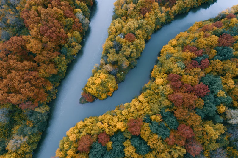 Aerial top-down view of a winding river splitting through a colorful autumn forest