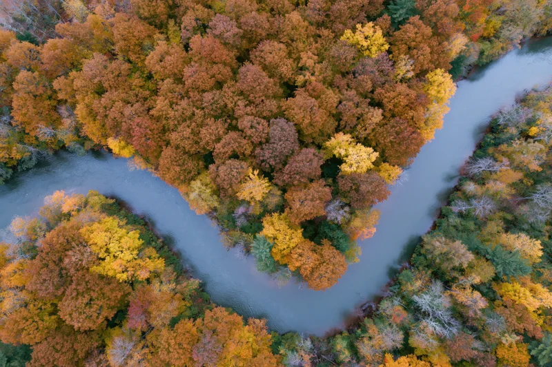 Aerial top-down view of a winding river splitting around a forested island in autumn foliage