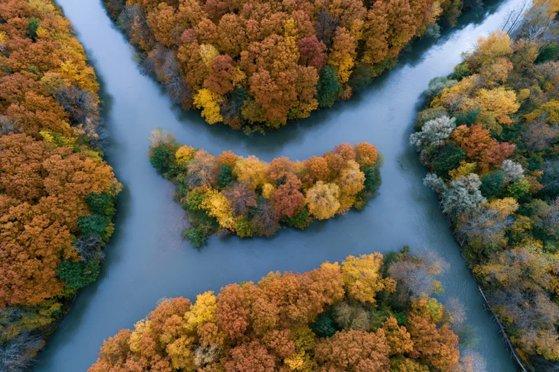 Aerial top-down view of a winding river splitting around tree-covered islands in autumn forest