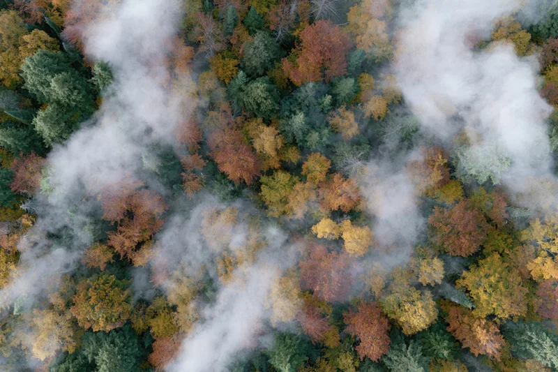 Aerial view of dense mixed forest canopy in autumn with fog drifting through treetops