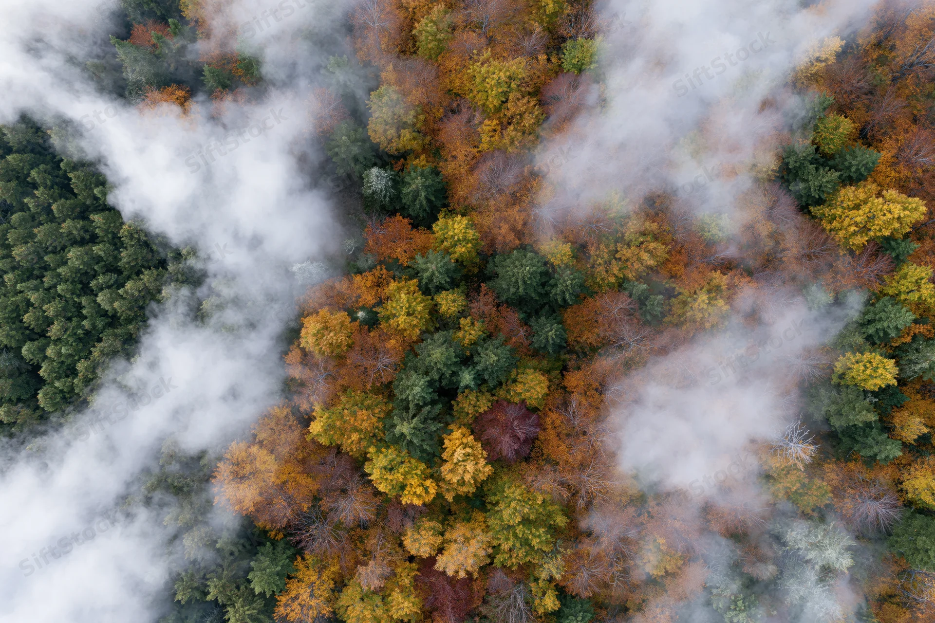 Aerial view of mixed forest canopy in autumn with fog drifting through treetops