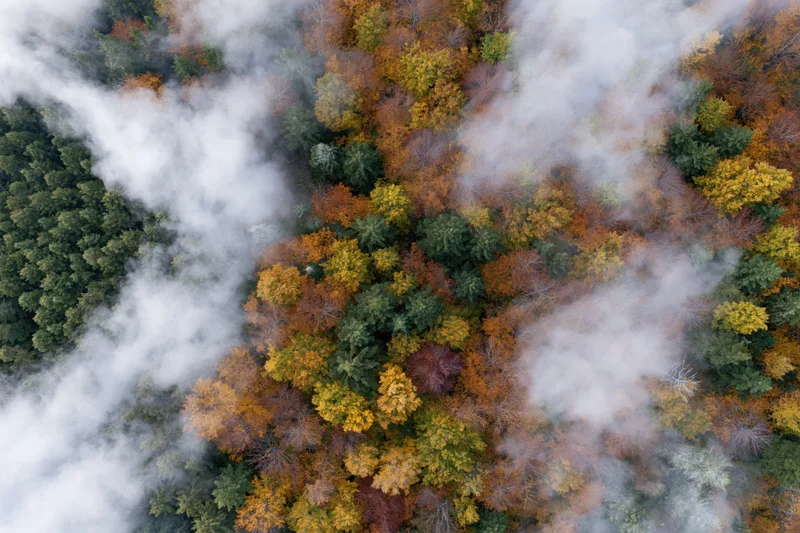 Aerial view of mixed forest canopy in autumn with fog drifting through treetops