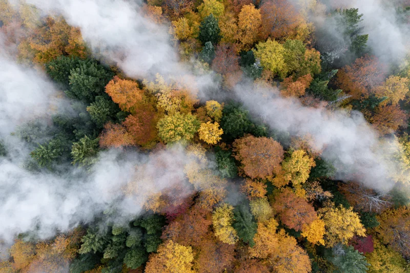 Aerial view of dense mixed forest canopy in autumn with fog drifting through colorful trees