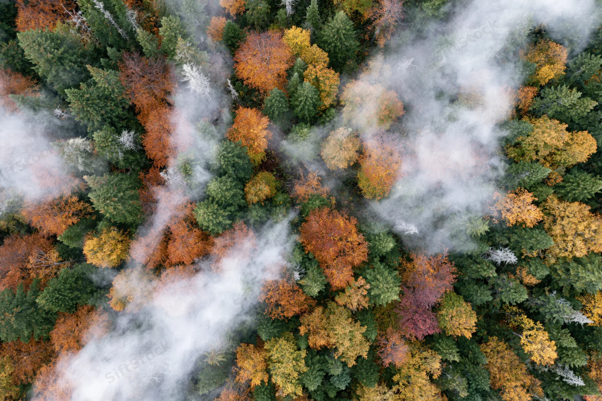 Aerial view of mixed forest canopy in autumn with fog drifting through treetops